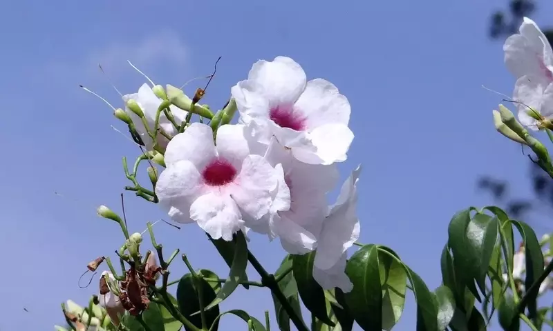 Guía Completa para el Cuidado Óptimo de la Pandorea Jasminoides