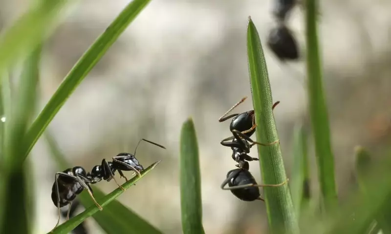 Estrategias Ecológicas para el Control de Hormigas en Árboles