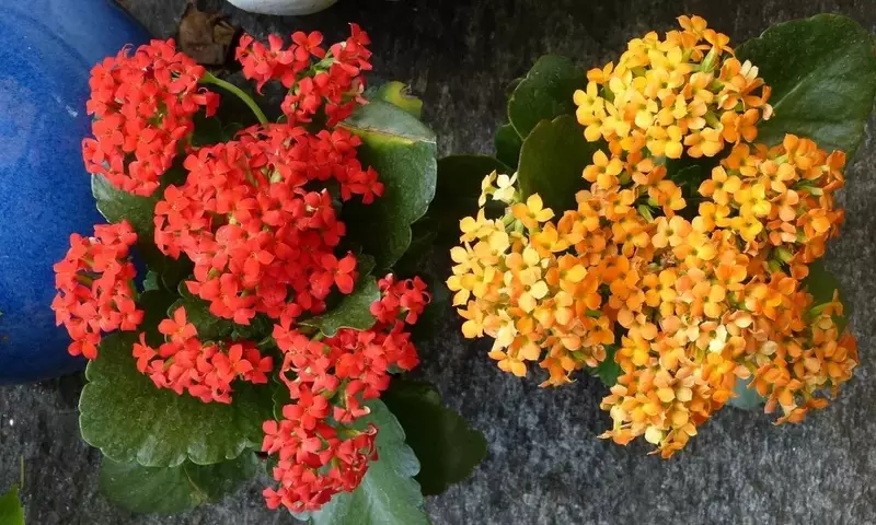 Kalanchoe Crenata: Una Suculenta Resiliente y de Bajo Mantenimiento para Tu Hogar