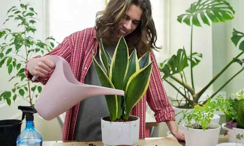 Revitalizando tu Sansevieria: Guía Completa para Hojas Firmes y Saludables