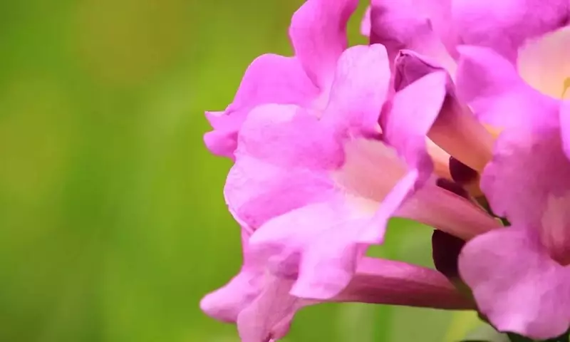 Cultivo y Cuidado de la Bignonia en Maceta: Guía Esencial