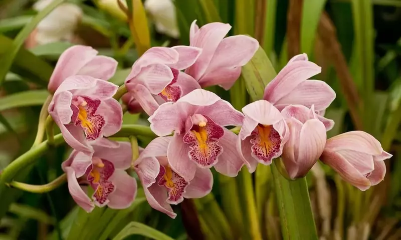Descubriendo la Belleza Exótica: Guía Esencial para el Cultivo de la Orquídea Dendrobium Nobile