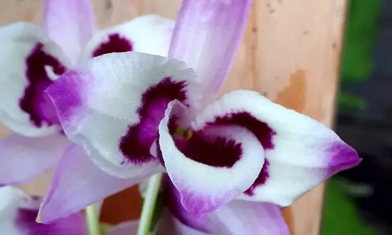 La Orquídea Dendrobium Nobile: Un Clásico Versátil para Cualquier Espacio