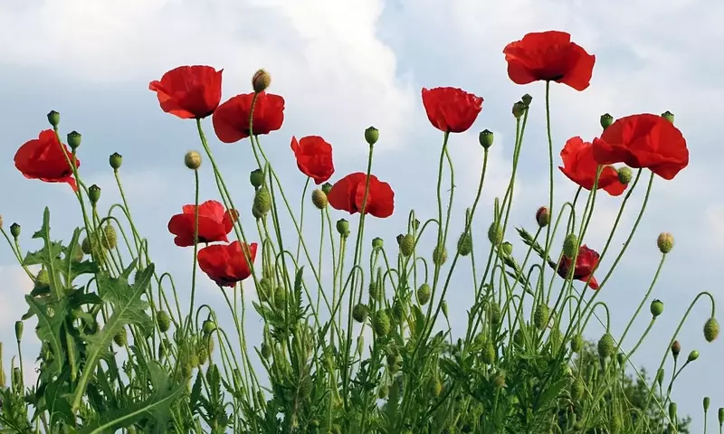 Diversidad y Cultivo de Amapolas: Una Guía Completa