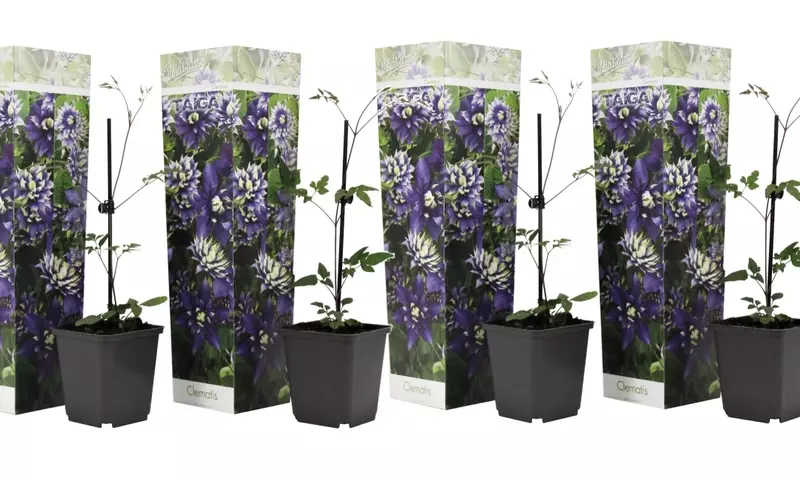 Descubre la Clematis Taiga: Un Espectáculo Floral en tu Jardín
