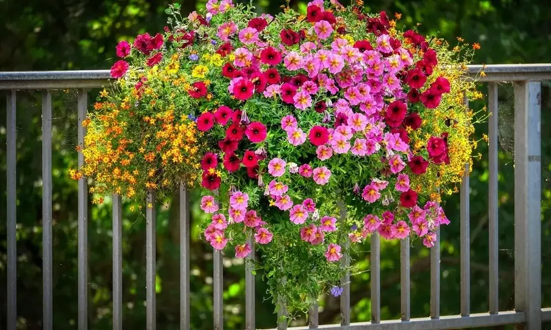 Embellezca Su Balcón con Petunias: Una Guía Completa de Cultivo y Cuidado