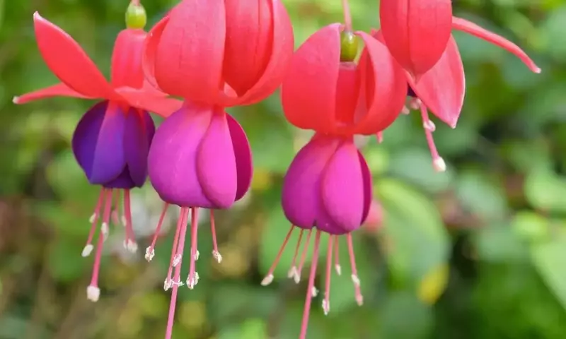 Fucsias: Elegancia Floral y Cuidado Esencial para un Jardín Vibrante