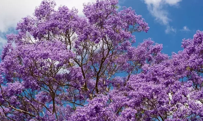 Cultivo y Cuidados del Jacarandá en Maceta: Guía Completa para una Floración Espectacular