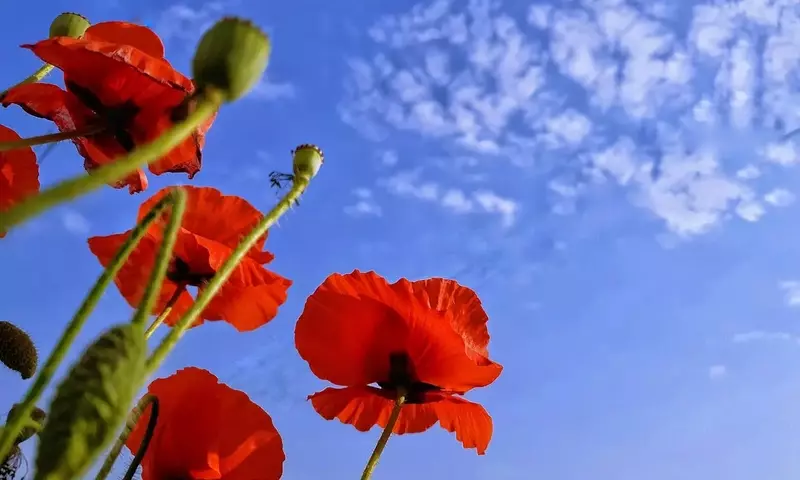 Descubre el Encanto de Cultivar Amapolas en Macetas: Una Guía Completa para Jardineros Urbanos