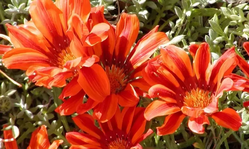 Consejos Esenciales para el Cuidado de la Gazania Durante el Invierno
