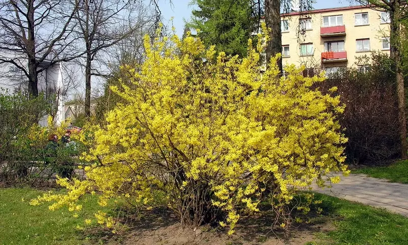 Forsythia 'Spring Glory': La Esencia Dorada de la Primavera
