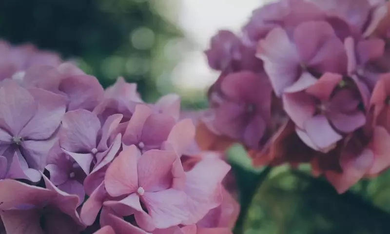 El Arte de Cultivar Hortensias: Guía Definitiva para una Floración Espectacular