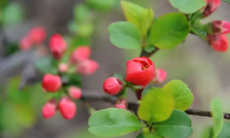 Descubriendo los Secretos del Cuidado de la Begonia Tuberosa