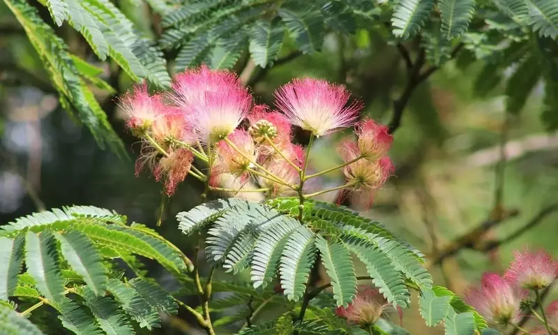 Albizia julibrissin: Encanto y Mantenimiento en el Jardín