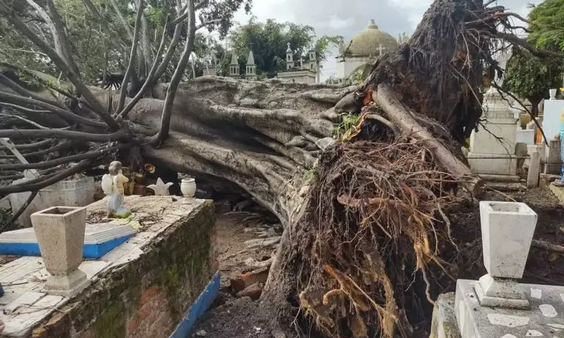 Impacto y Gestión de las Raíces del Laurel en Entornos Urbanos
