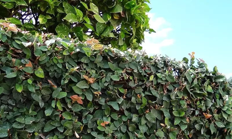 Ficus Repens: Una Guía Completa para su Cultivo Exitoso