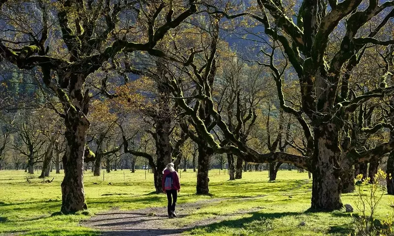 Guía Integral para la Salud Arborícola: Prevención y Manejo de Enfermedades Comunes