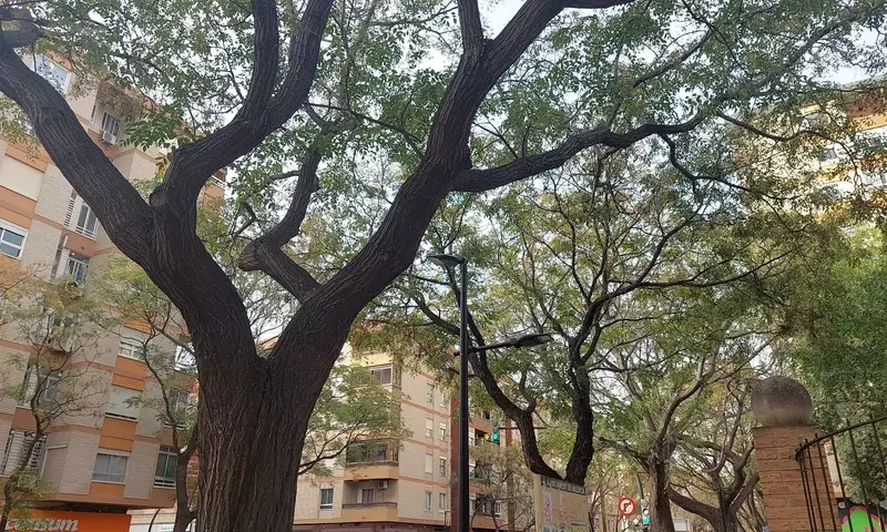 La controvertida eliminación de acacias en Valencia: Un análisis de la plaga y sus repercusiones