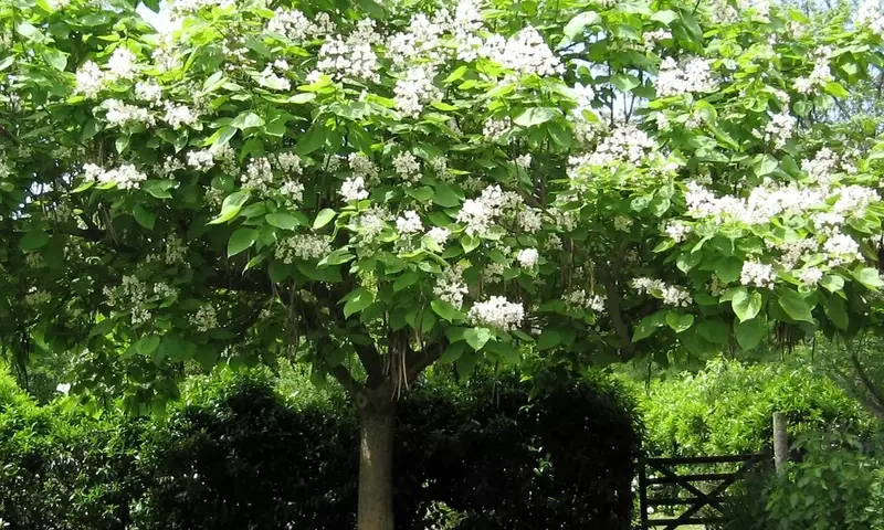 Guía Completa para el Mantenimiento Saludable del Árbol de Catalpa
