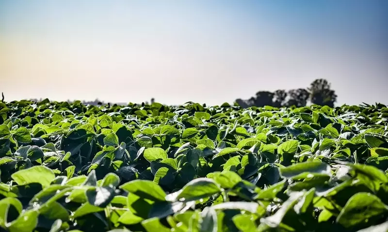 Dominando el Cultivo de Habas: Secretos para una Cosecha Abundante y Saludable