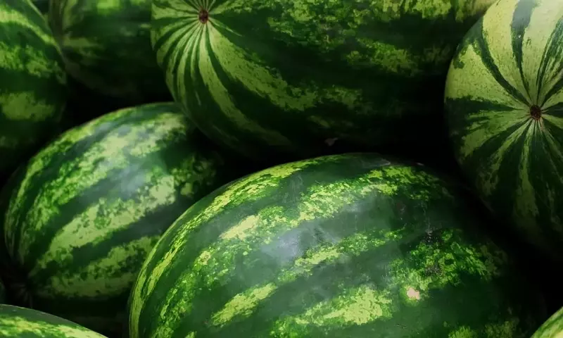 Cultivo de Sandías: Estrategias Esenciales para Evitar el Secado y Maximizar la Cosecha