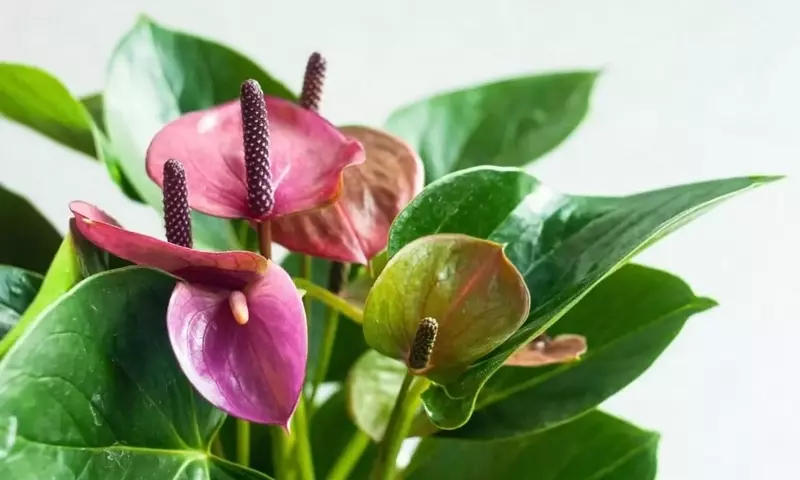 Anthurium Scherzerianum: Guía Completa de Cultivo y Cuidado