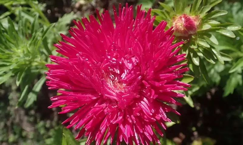 La Belleza Versátil de la Callistephus chinensis: Una Guía Completa de Cultivo
