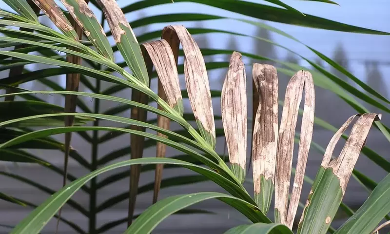 Descifrando el Enigma de las Hojas Amarillas en la Palmera Kentia