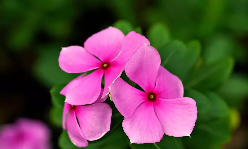 Secretos para la Supervivencia de las Vincas: Evita su Deceso Prematuro