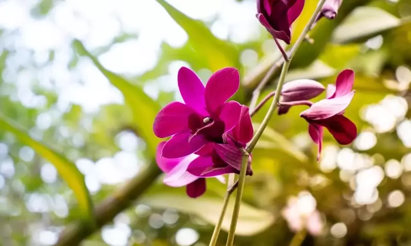 Control Integral de Plagas y Enfermedades en Orquídeas: Guía Completa