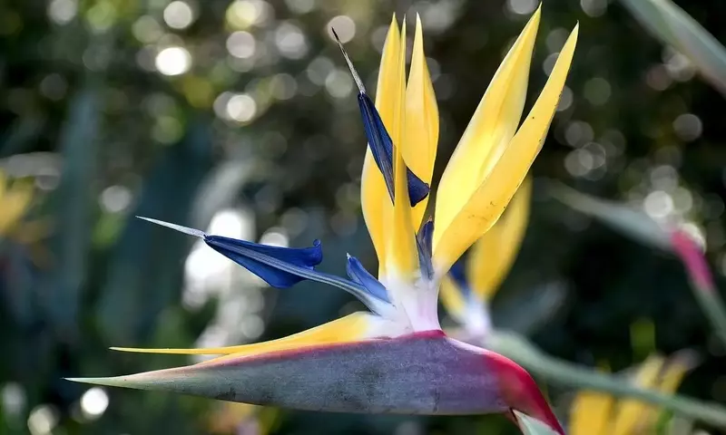 Strelitzia: Desvelando el Misterio de sus Hojas Enrolladas y Claves para su Florecimiento Óptimo