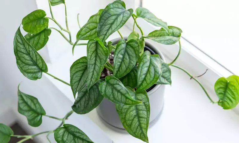 Monstera Siltepecana: Una Guía Completa para su Cuidado y Belleza Exótica
