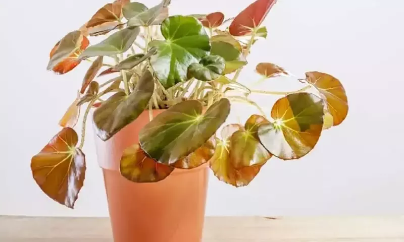 Begonia Erythrophylla: Guía Completa de Cultivo y Mantenimiento