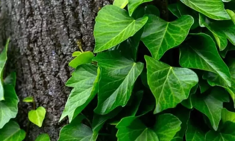 Hedera Colchica: La Hiedra Persa, Joya Verde de Jardines y Hogares