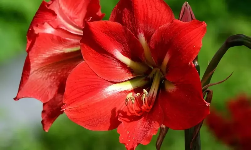 Descubre los Secretos para una Floración Esplendorosa del Amarilis: Más Allá de las Hojas Verdes