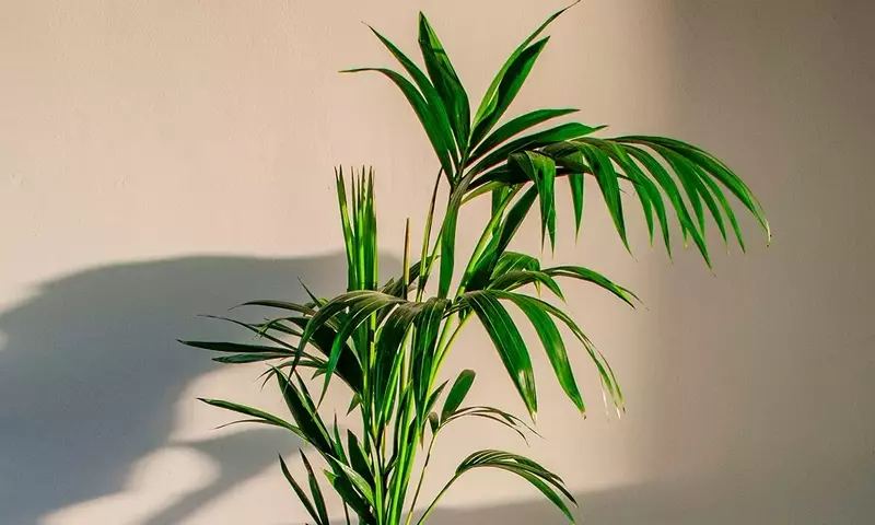 Guía Completa para el Cuidado de la Palmera Kentia en Interiores