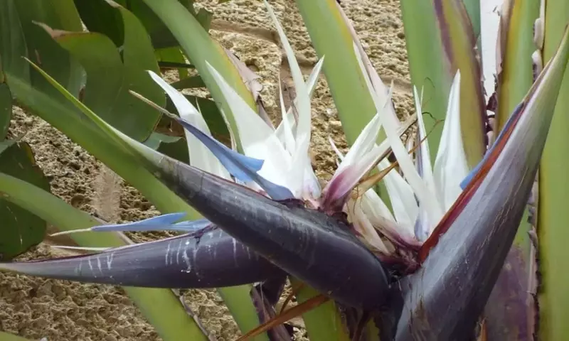 Cuidado y Soluciones para la Strelitzia Augusta: Guía Completa