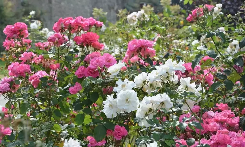 El Arte de Cultivar Rosales Aromáticos: Guía Completa para Jardines Vibrantes y Fragantes