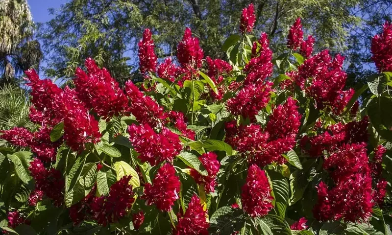 Manto Rojo: Un Tesoro Botánico Tropical