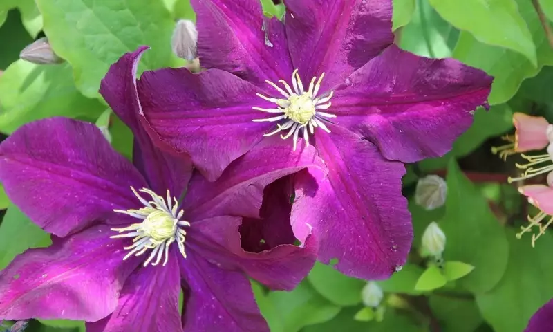 La Clematis Viticella: Una Guía Completa para un Jardín Vibrante