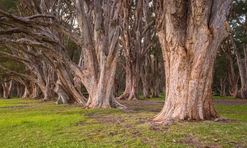 Factores que Impactan la Supervivencia de los Árboles y Estrategias de Conservación