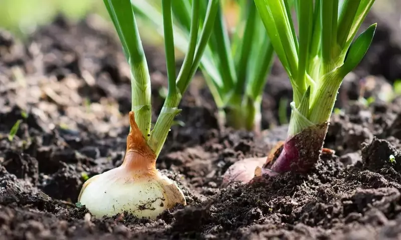 Optimización del Cultivo de Cebollas: Estrategias para Bulbos de Gran Calibre