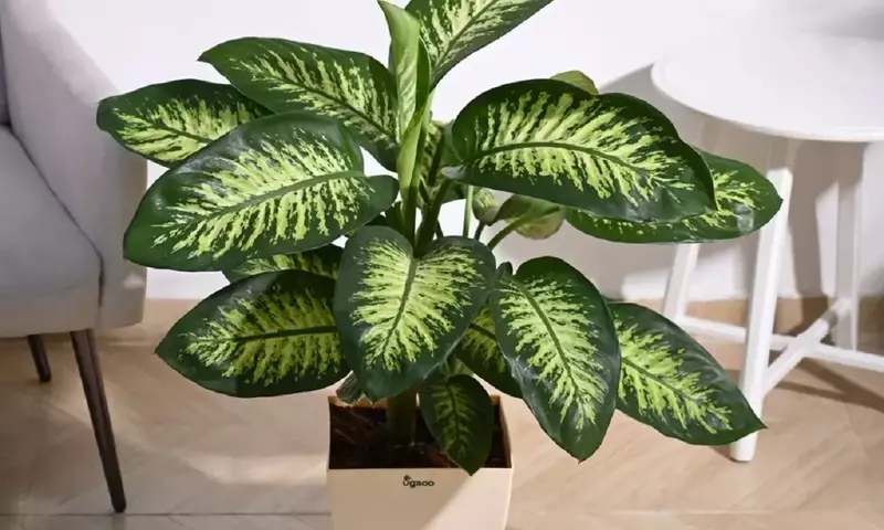 Dieffenbachia: Causas y Soluciones para Hojas Amarillas