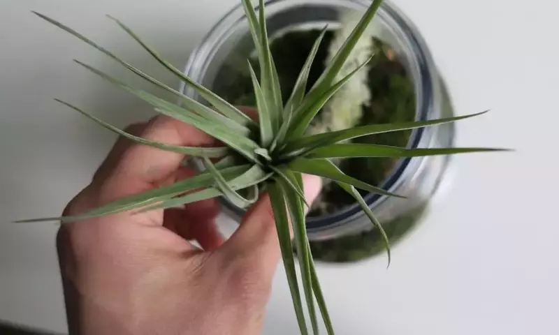 Tillandsias: Belleza sin Tierra y Fácil Cuidado en tu Hogar
