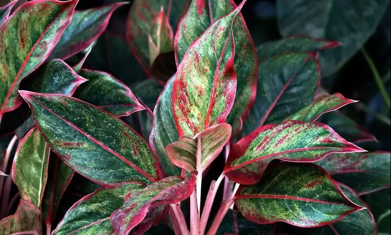 Vegetación para pasillos oscuros: Guía completa de plantas resistentes a la sombra