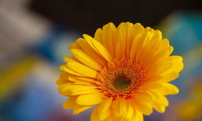 El Vibrante Mundo de las Gerberas: Significados, Orígenes y Cuidado Esencial