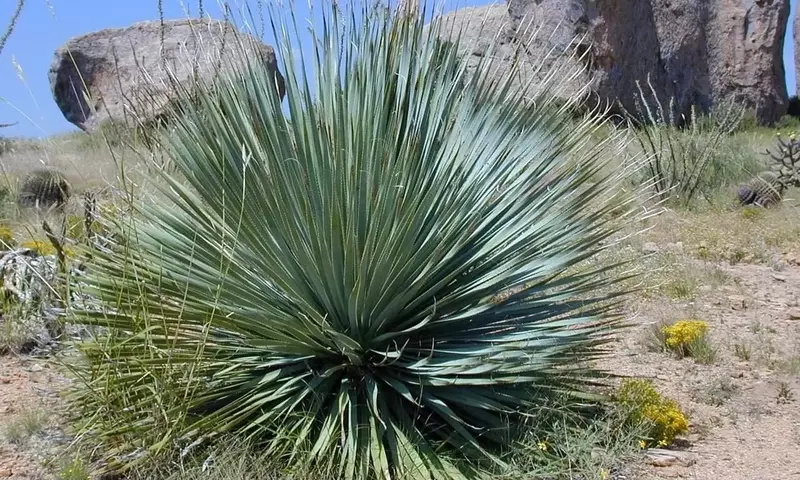 Dominando el Arte del Cuidado de la Yuca: Una Guía Esencial para la Poda y Propagación