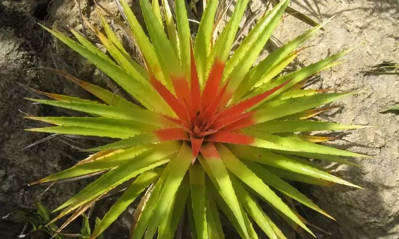 Bromelias: Una Guía Completa para su Propagación y Cuidado