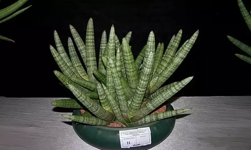 Guía Integral para el Cuidado de la Sansevieria Cylindrica: Soluciones y Prevención de Puntas Secas
