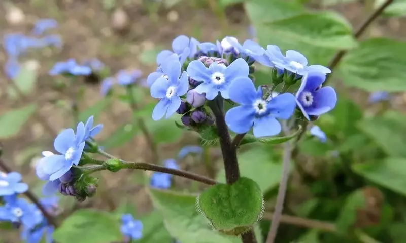 Brunnera Macrophylla: El Secreto para un Jardín Sombrío Espectacular
